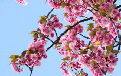 ایک نعمت …..اور پھر ایک امتحان (320)۔